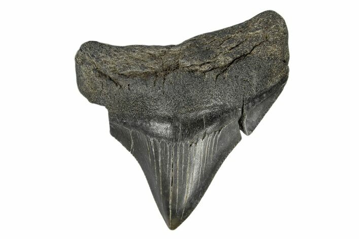 Juvenile Megalodon Tooth - South Carolina #172118